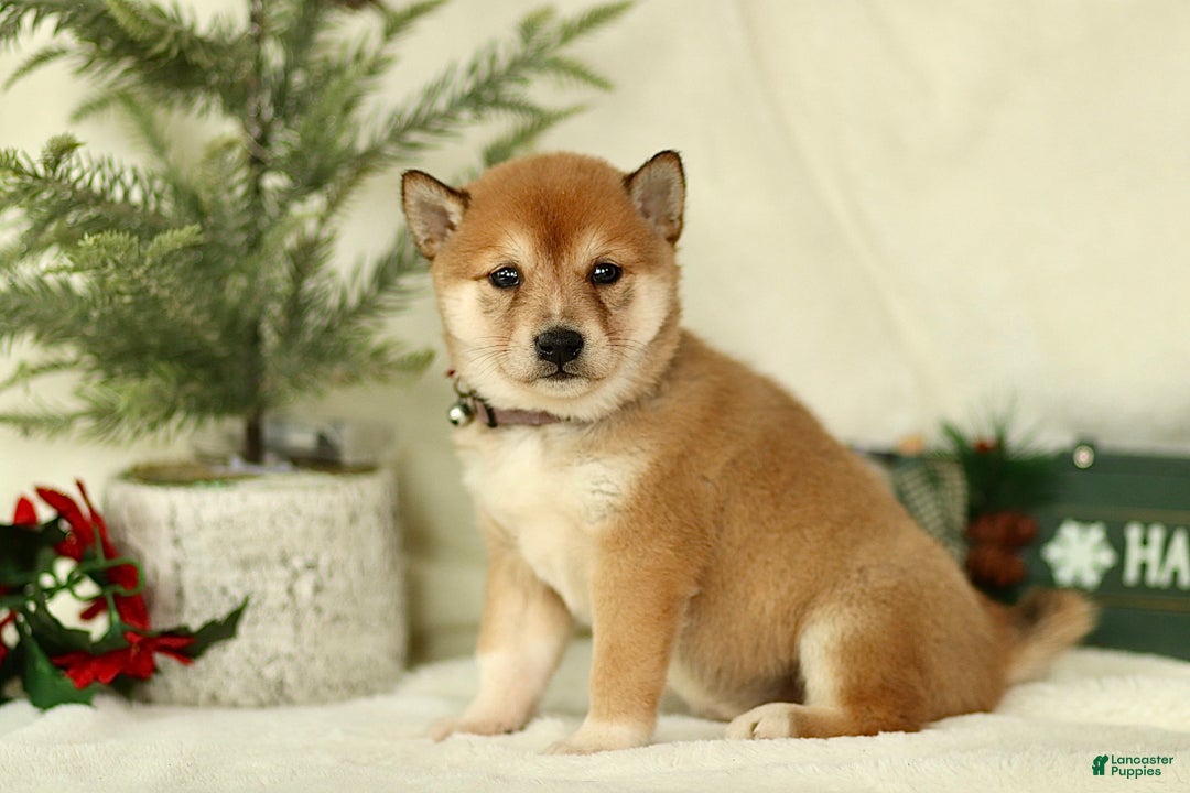 Shiba Inu dogs for sale: Brooke - Ad 2