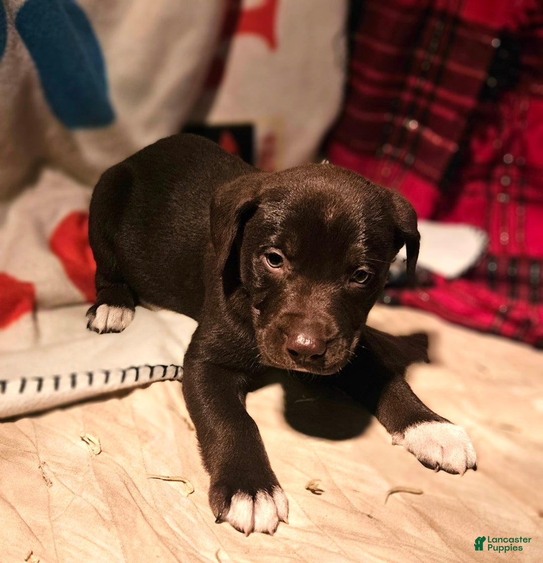 Border Collie dogs for sale: Cierra - Ad 12