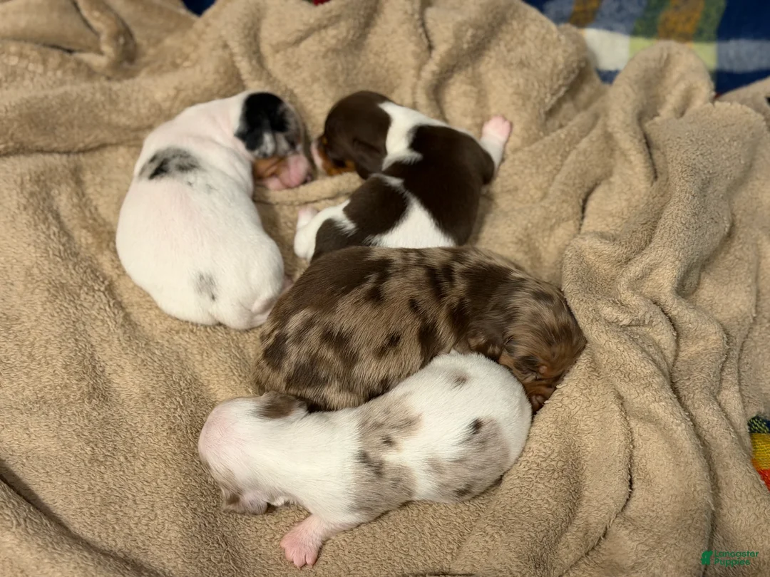 Miniature Dachshund dogs for sale: AKC SH Fiona DNA OFA - Ad 2