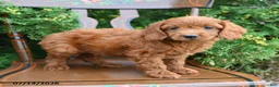 Cockapoo dogs for sale: Sterling - Ad 2