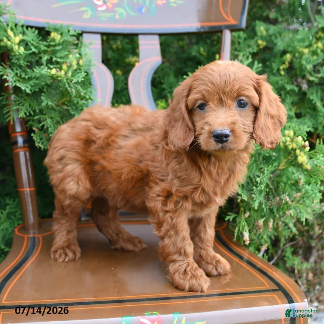 Cockapoo dogs for sale: Sterling - Ad 2