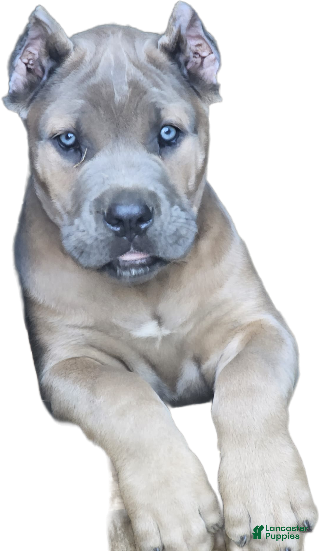 Cane Corso dogs ROCKY - Ad 1