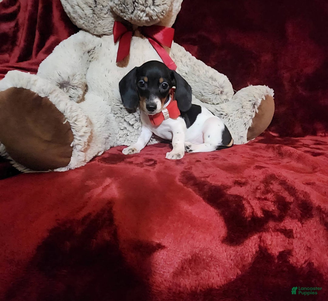 Miniature Dachshund dogs for sale: CHEYENNE - Ad 7
