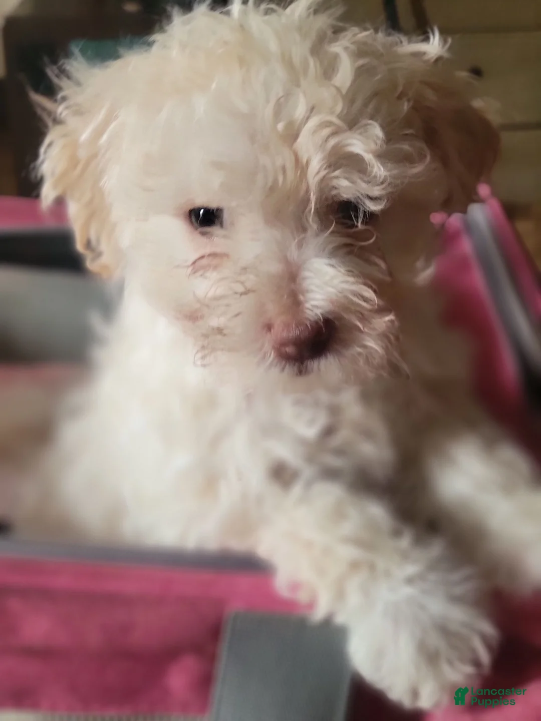 Shih Tzu dogs for sale: Shih Tzu 4 - Ad 2