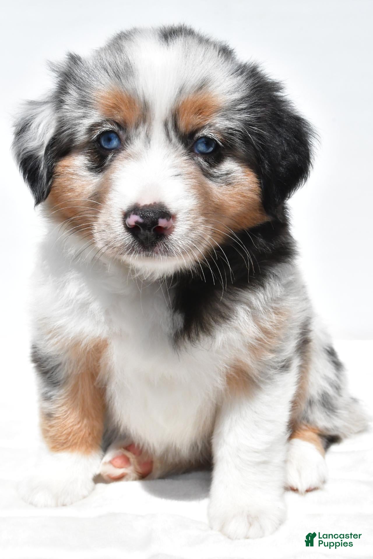 Miniature Australian Shepherd dogs Stella - Ad 2