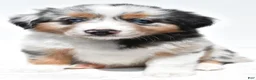 Miniature Australian Shepherd dogs for sale: Stella - Ad 2