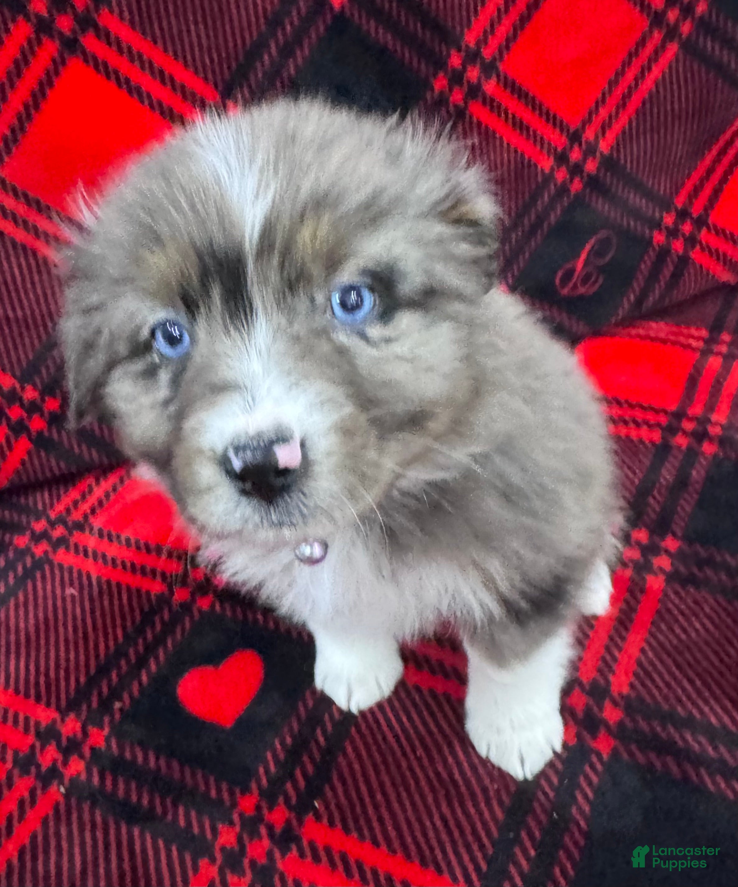 Australian Shepherd dogs Australian Shepherd Puppy - Purple Collar - Ad 25