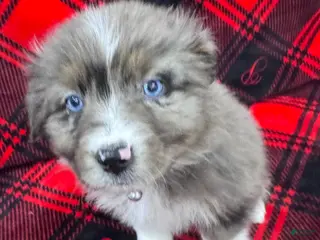 Australian Shepherd dogs Australian Shepherd Puppy - Purple Collar - Ad 25