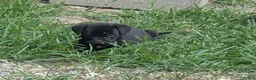 Mixed Breed dogs for sale: Black Bullmastador pup - Ad 3