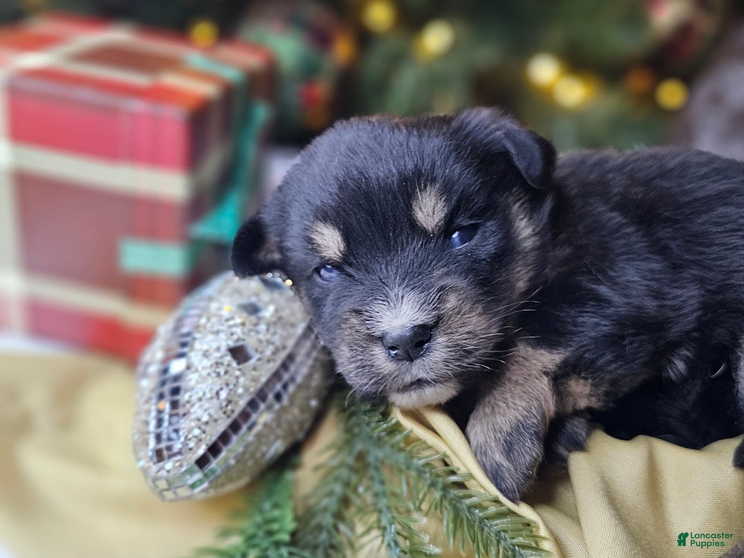 Mixed Breed dogs for sale: The Enchanted Pomalier 🐾 - Ad 10