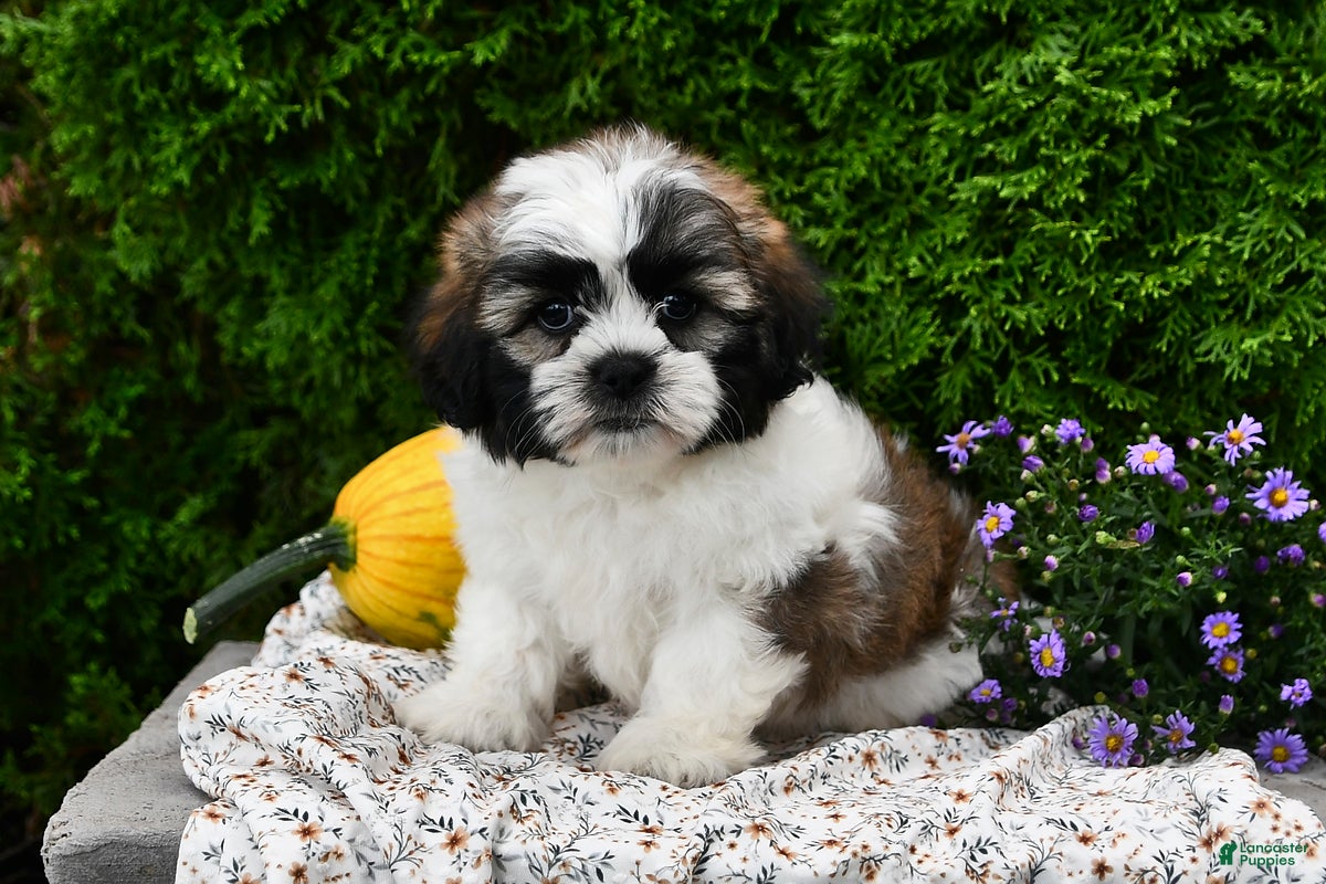 Teddy Bear dogs Tessa - Ad 2
