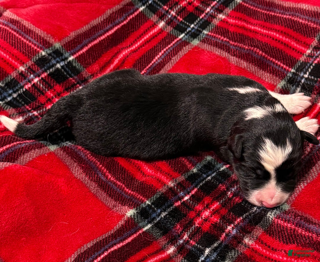 Border Collie dogs for sale: Border Collie “Jingle” - Ad 2