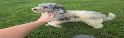 Aussiedoodle dogs for sale: Sheri - Ad 4