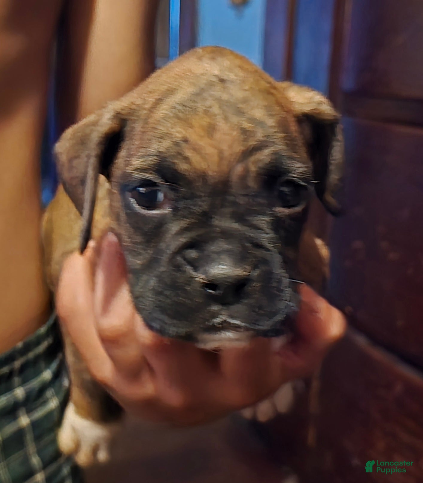 Boxer dogs Boxer Puppy 5 - Ad 2