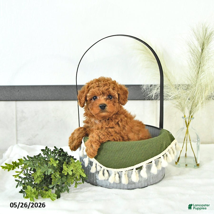 Toy Poodle dogs Rylan - Ad 2