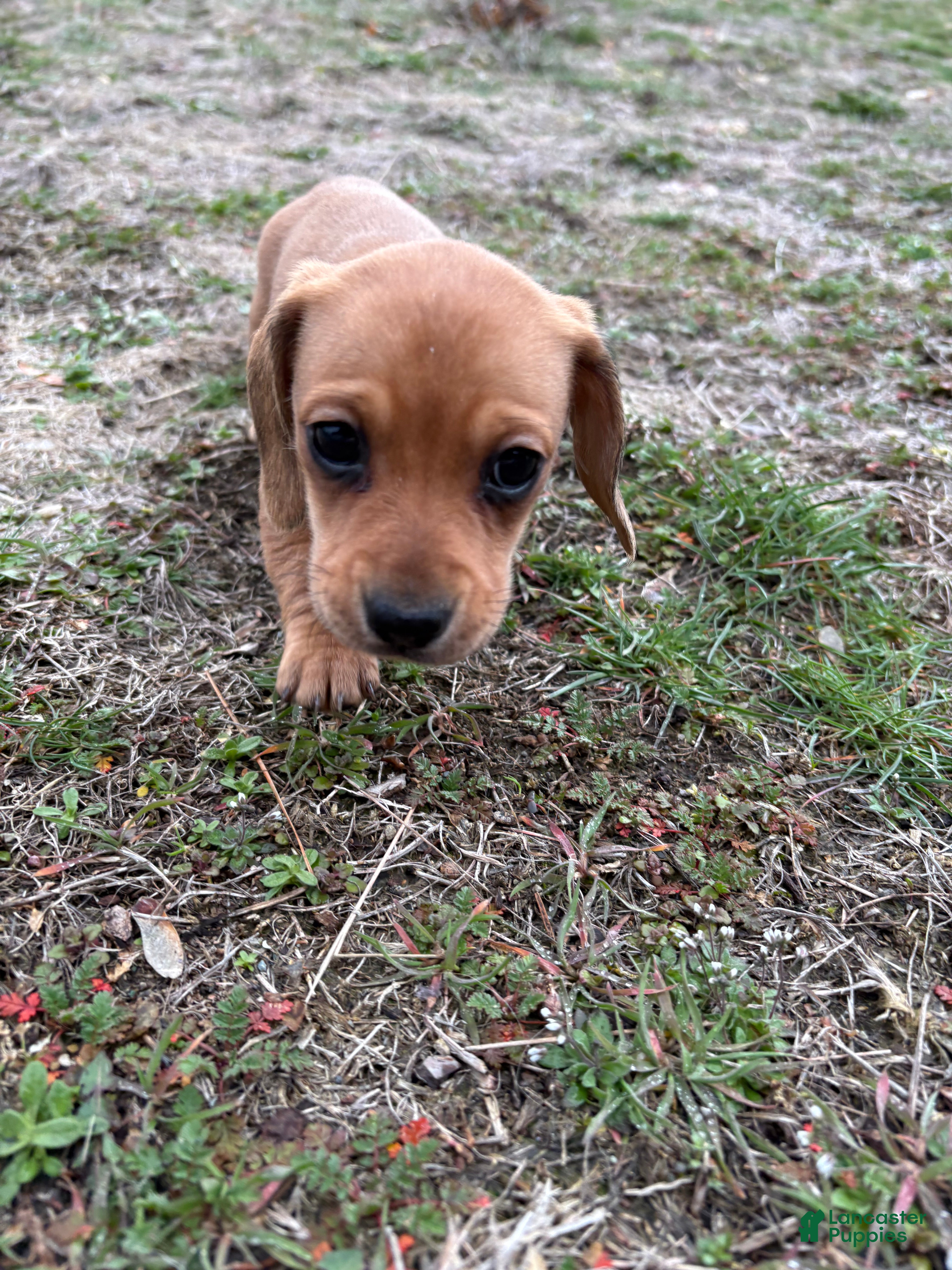 Dachshund dogs Molly - Ad 1