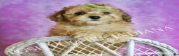 Toy Poodle dogs for sale: Blitzen - Ad 7
