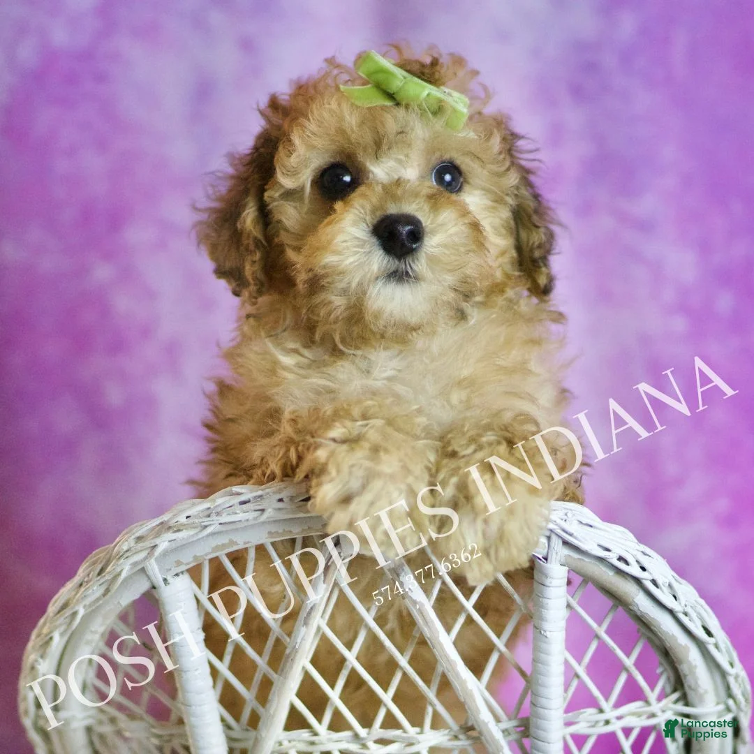 Toy Poodle dogs for sale: Blitzen - Ad 7