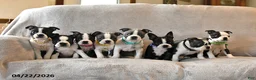 Boston Terrier dogs for sale: River - Ad 5