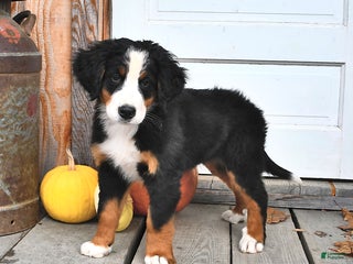 Bernese Mountain Dog dogs - Ad 2