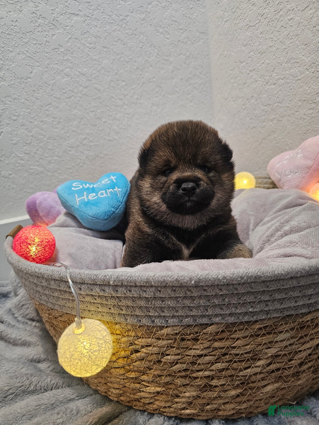 Shiba Inu dogs for sale: Mori - Ad 4