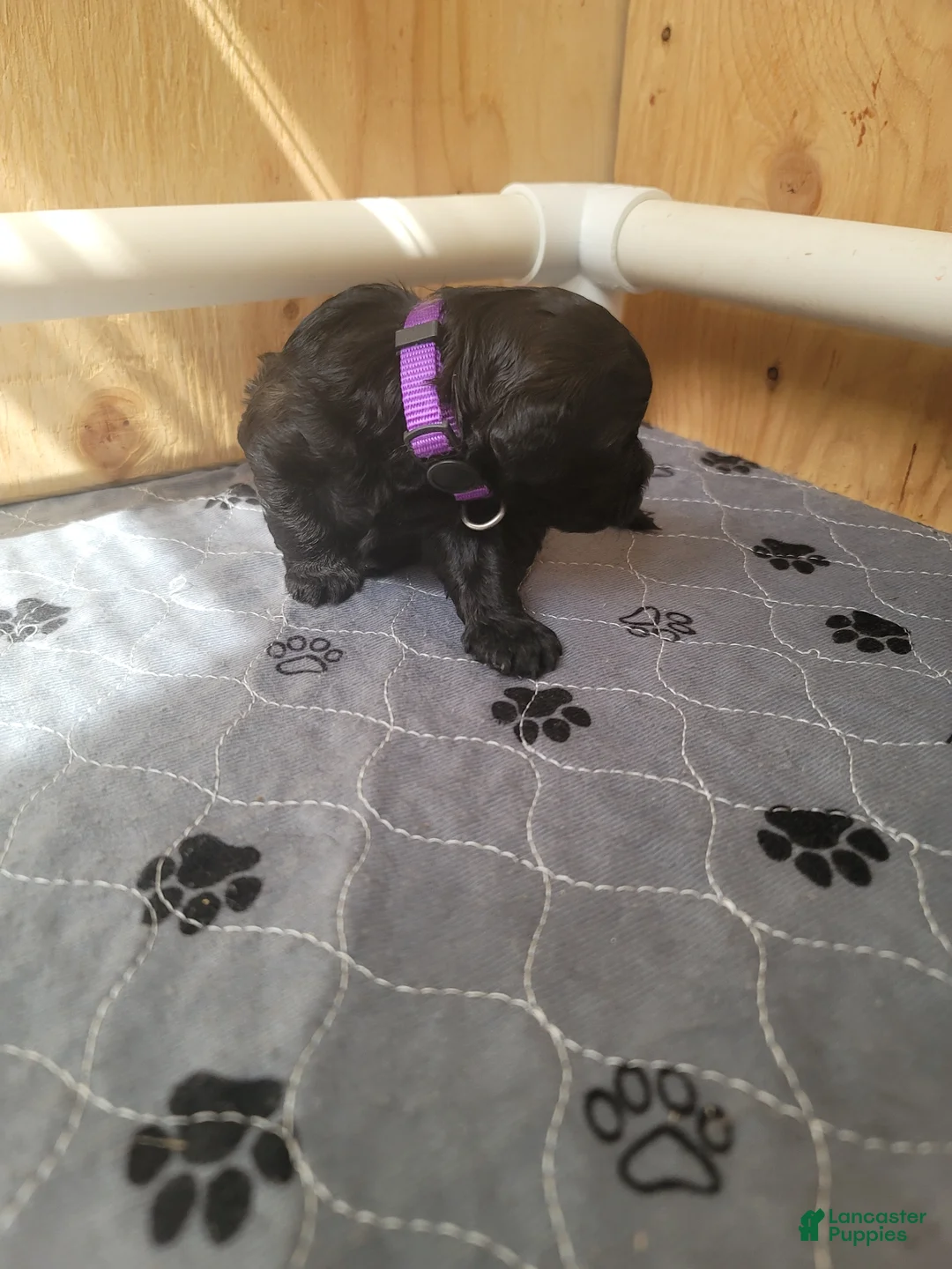 Shihpoo dogs for sale: Shihpoo Puppy 3 - Ad 1