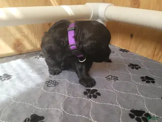 Shihpoo dogs for sale: Shihpoo Puppy 3 - Ad 3