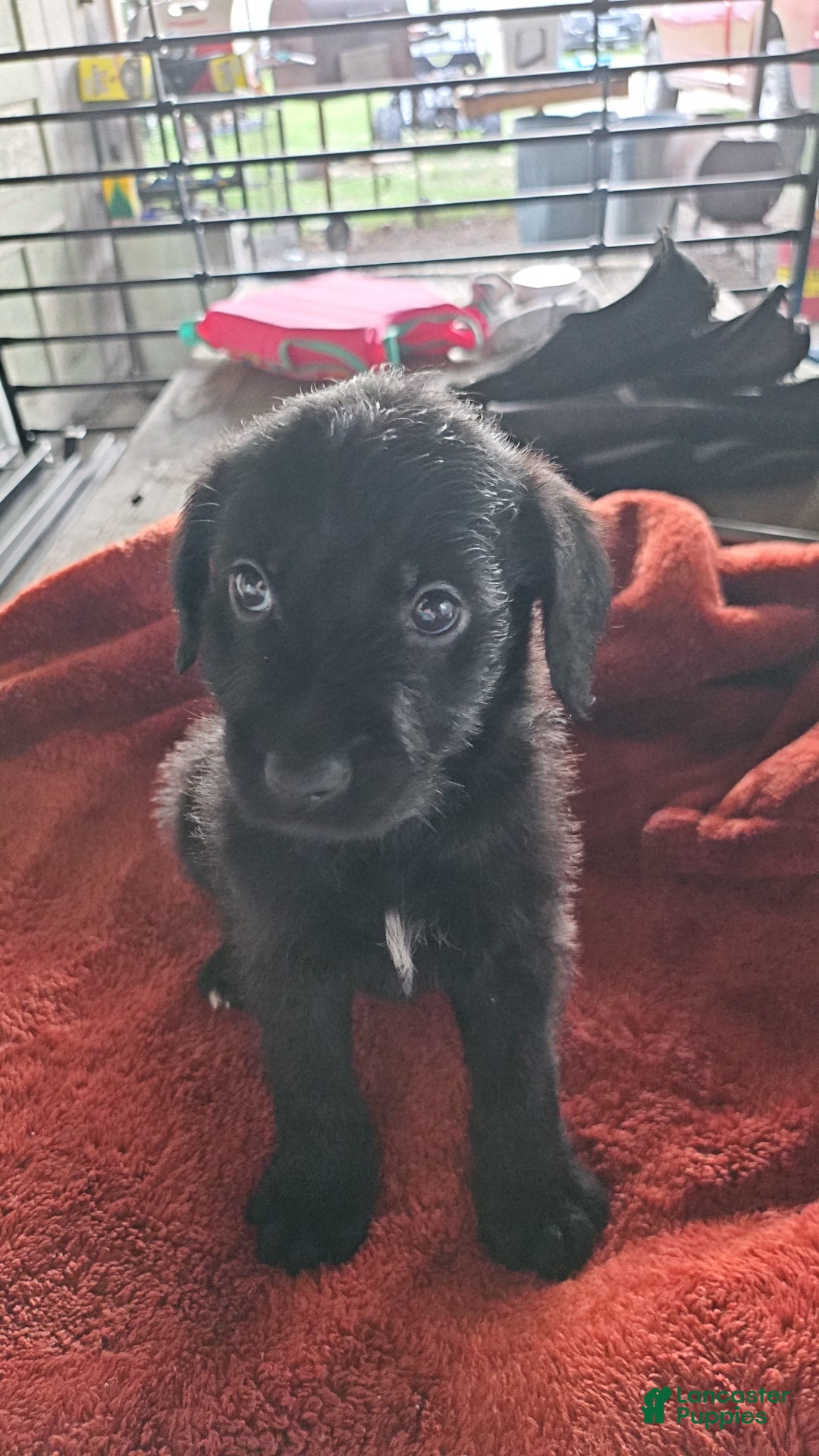 Labradoodle dogs Luna - Ad 1