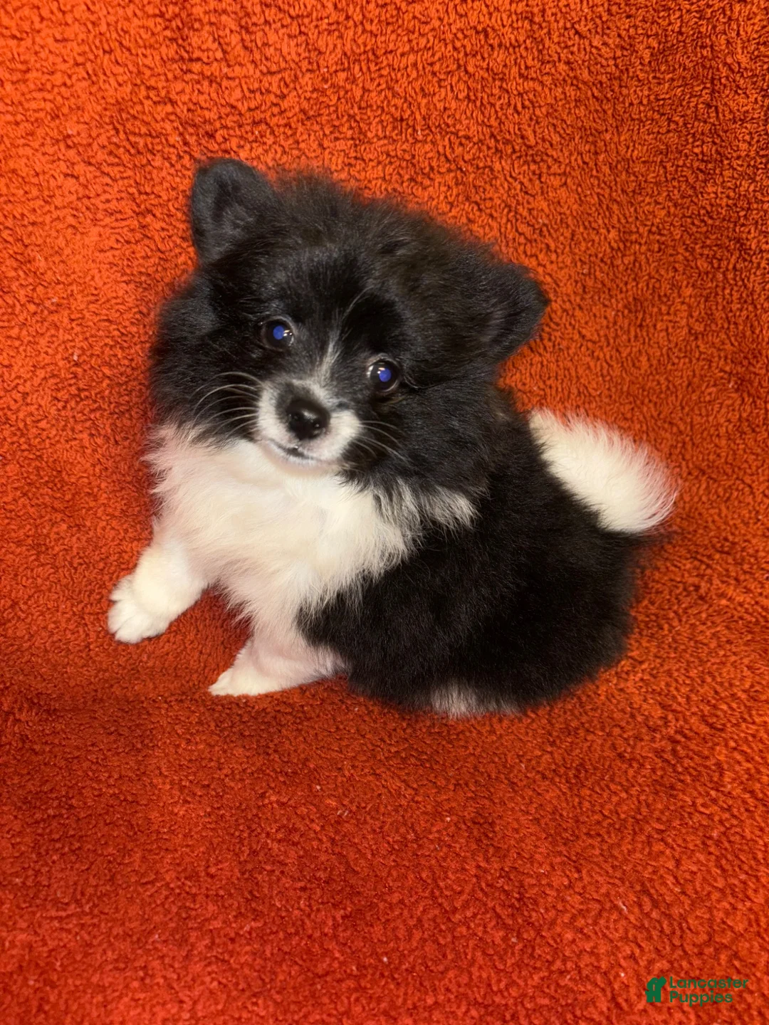 Pomeranian dogs for sale: Pomeranian 3 - Ad 1