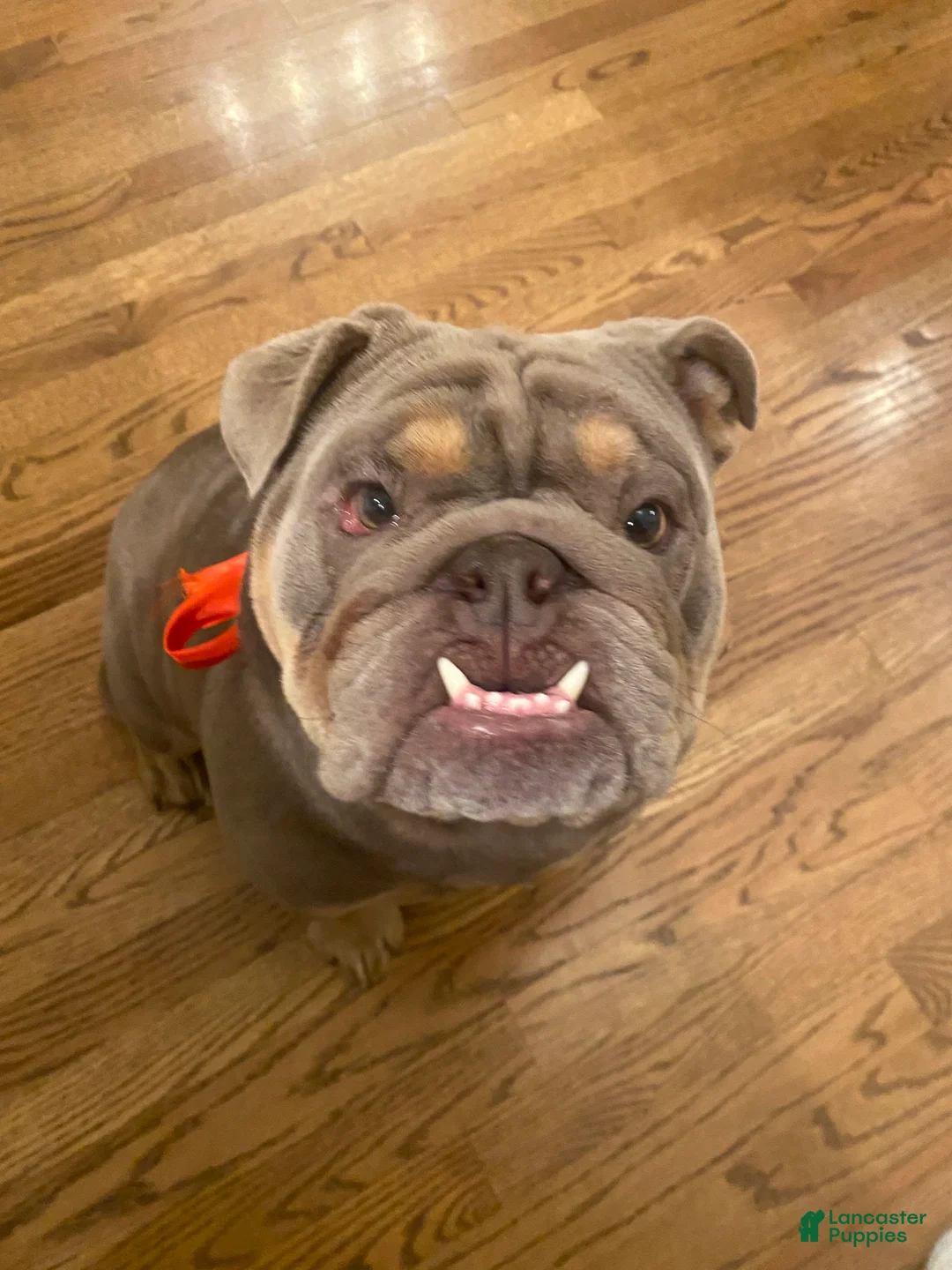 English Bulldog dogs for sale: Full suit lilac tri English Bulldog Mochi  - Ad 2