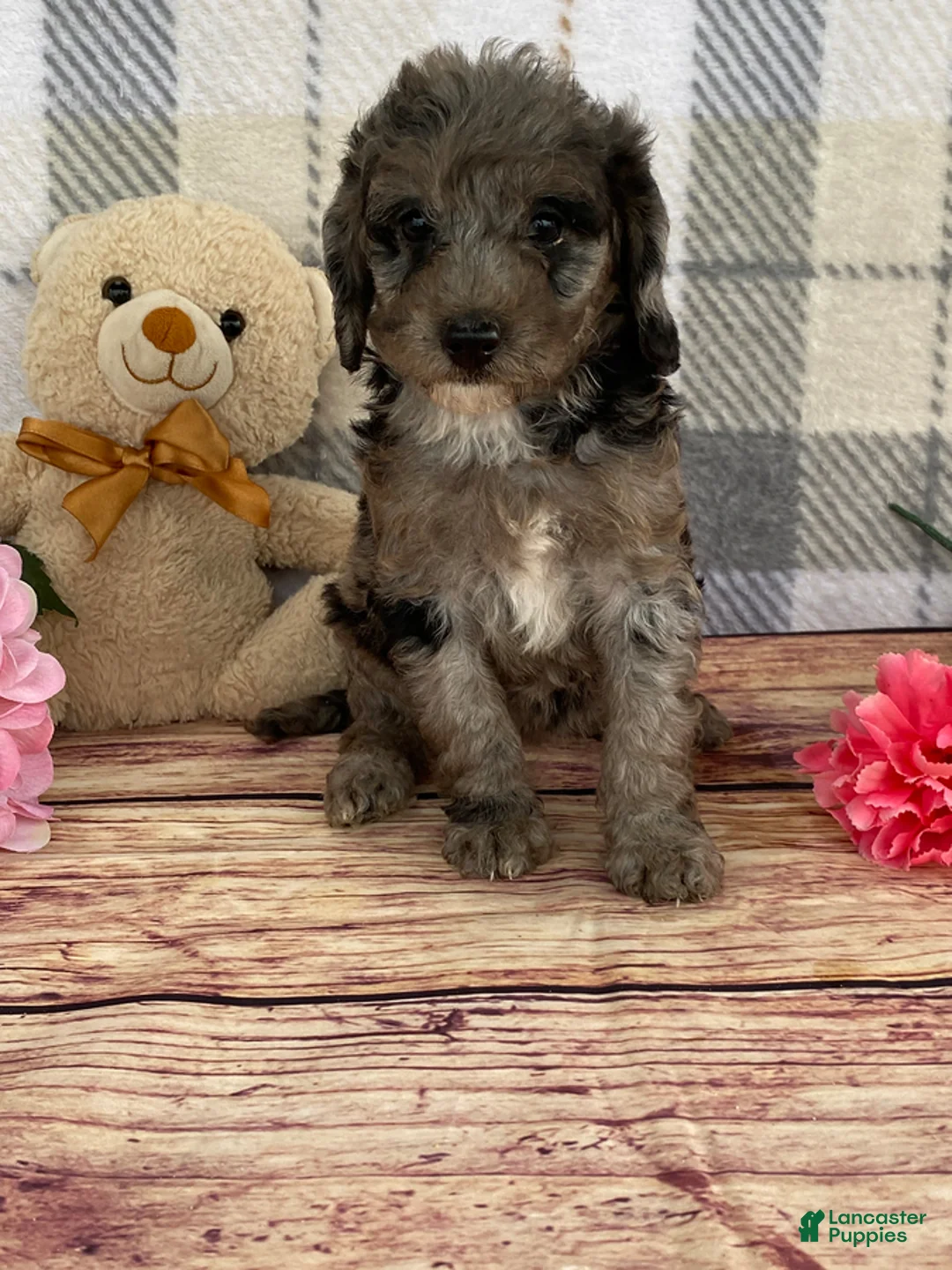 Miniature Labradoodle dogs for sale: Tammy - Ad 7