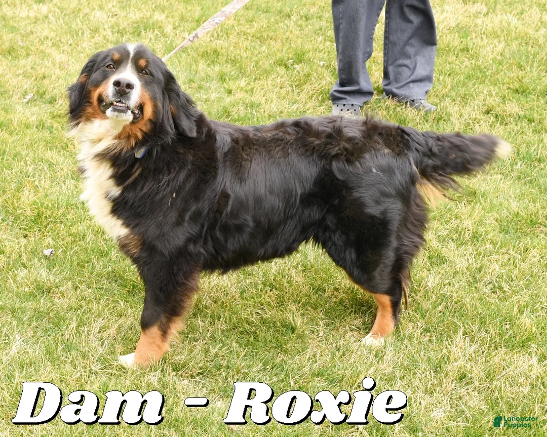 Mini Bernedoodle dogs for sale: Teddy - Ad 10