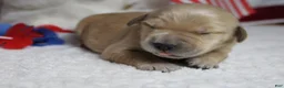 Golden Retriever dogs for sale: Babka - Ad 10