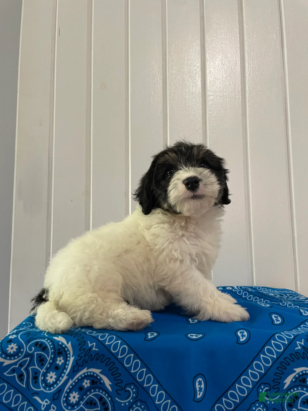 Maltipoo dogs for sale: Tank - Ad 2