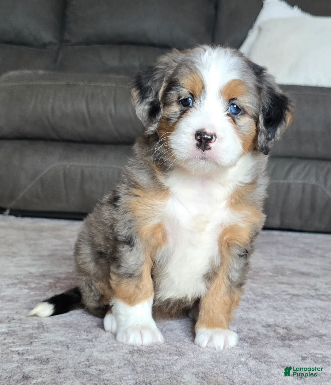 Mini Bernedoodle dogs for sale: Mini Chloe - Ad 1
