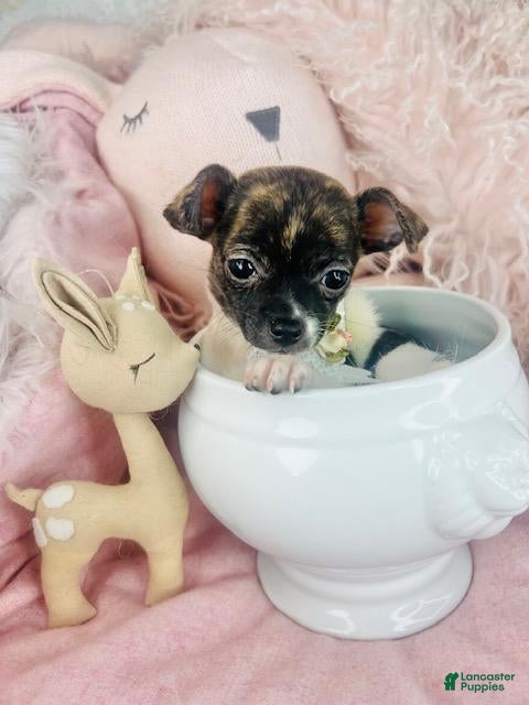 Chihuahua dogs Chihuahua Puppy 2 - Ad 10