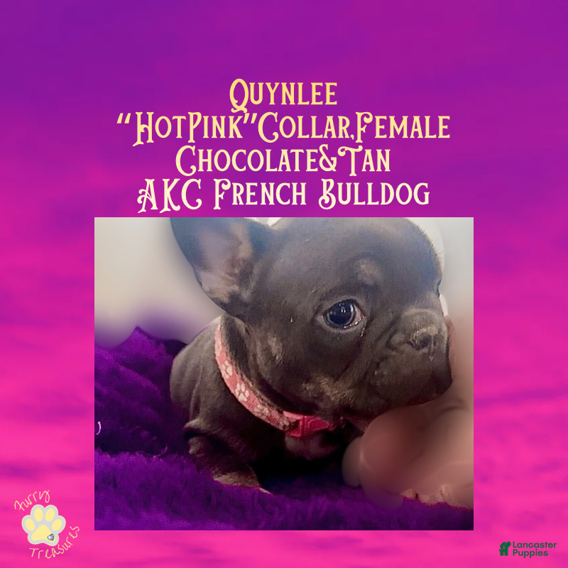 French Bulldog dogs Quynlee “Hot Pink” Collar, Female - Ad 3