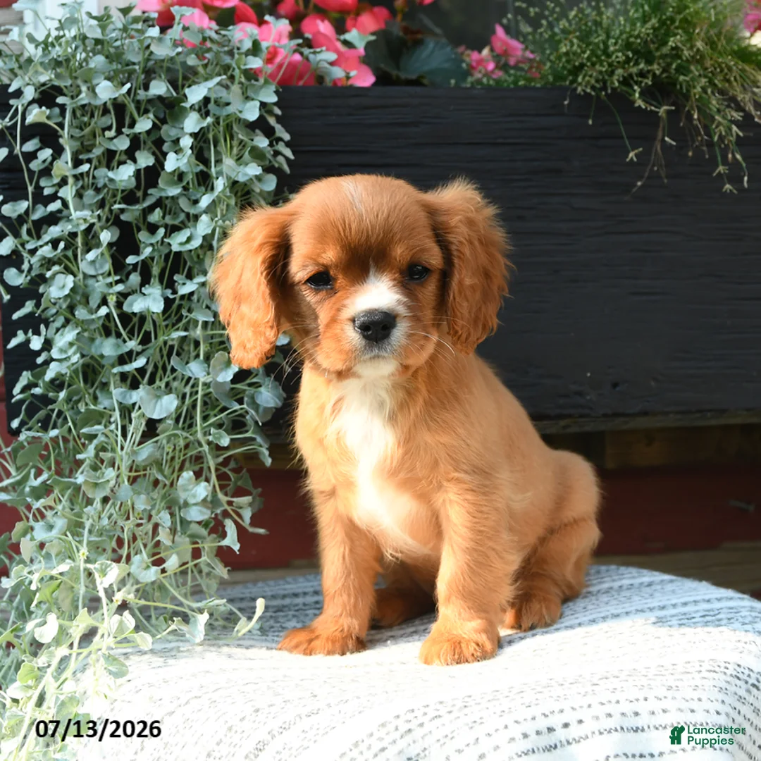 Cavalier King Charles Spaniel dogs for sale: Jackie - Ad 2
