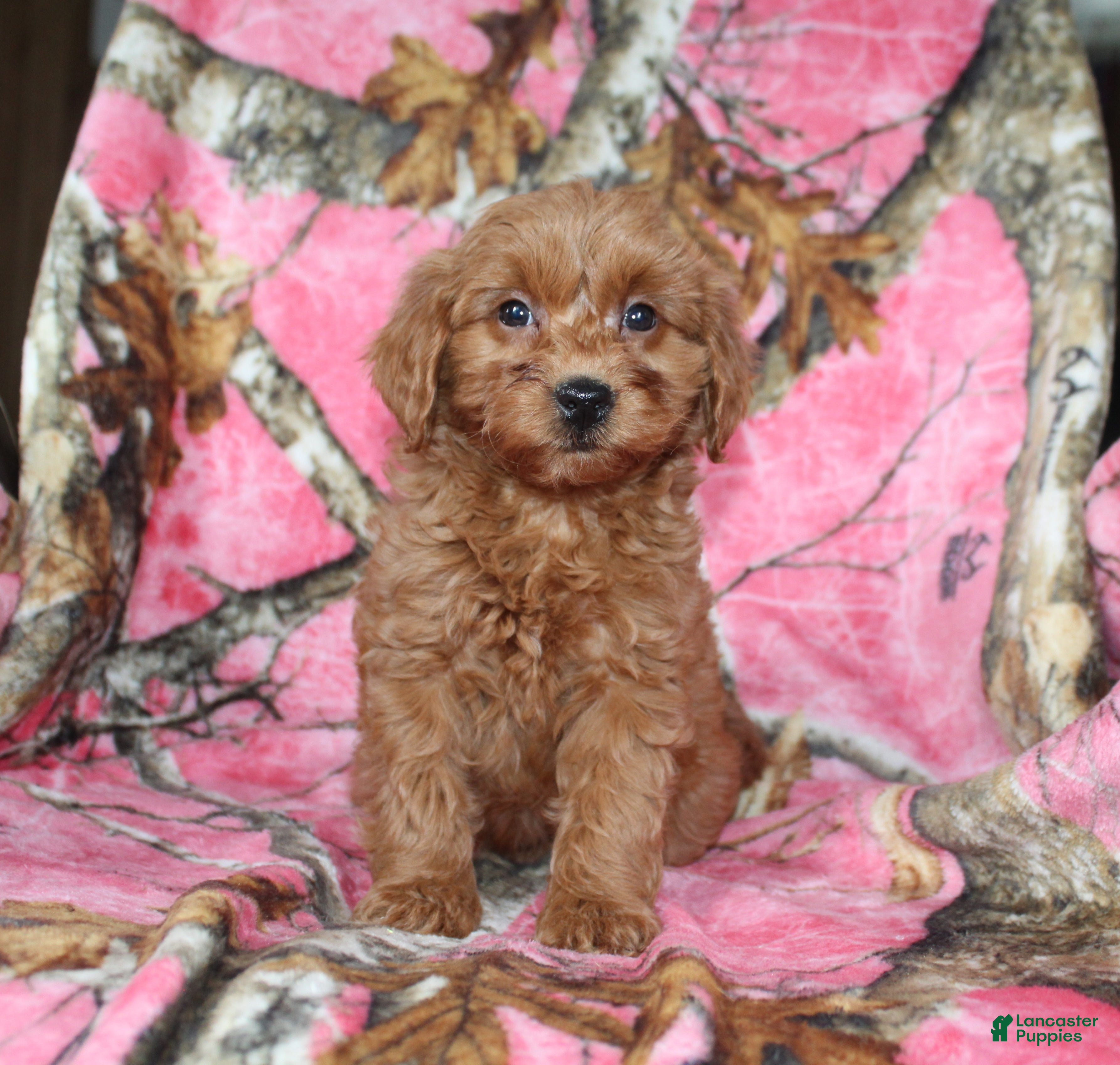Mini Goldendoodle dogs Gret - Ad 16