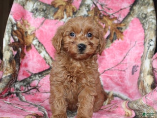 Mini Goldendoodle dogs Gret - Ad 35