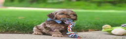Cockapoo dogs for sale: Quinton - Ad 5