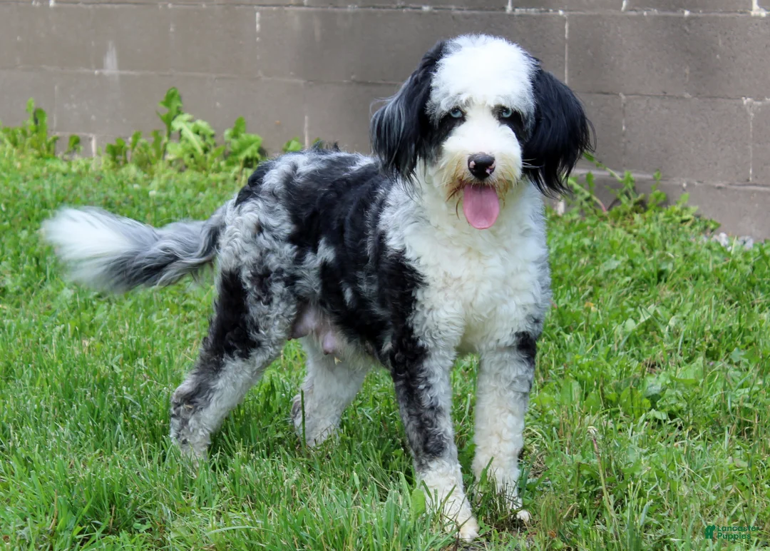 Mini Bernedoodle dogs for sale: Dawn - Ad 5