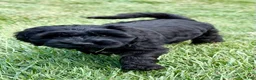 Goldendoodle dogs for sale: Thumper  - Ad 7