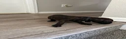 Cane Corso dogs for sale: Cane Corso 4 - Ad 3