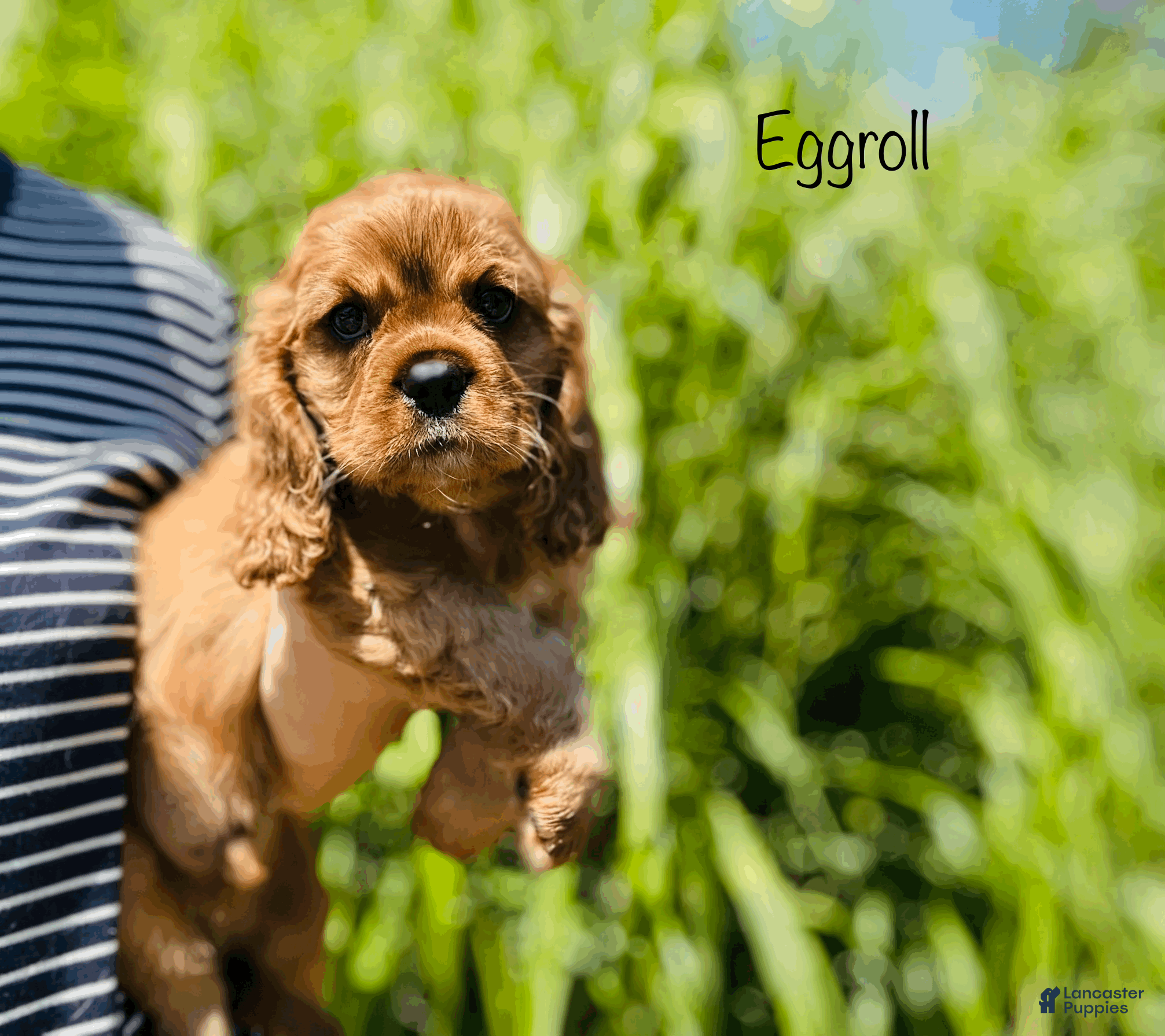 Cavalier King Charles Spaniel dogs Eggroll - Ad 1