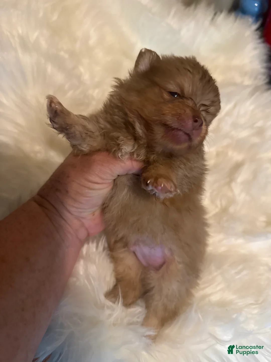 Pomeranian dogs for sale: #2 - Ad 2