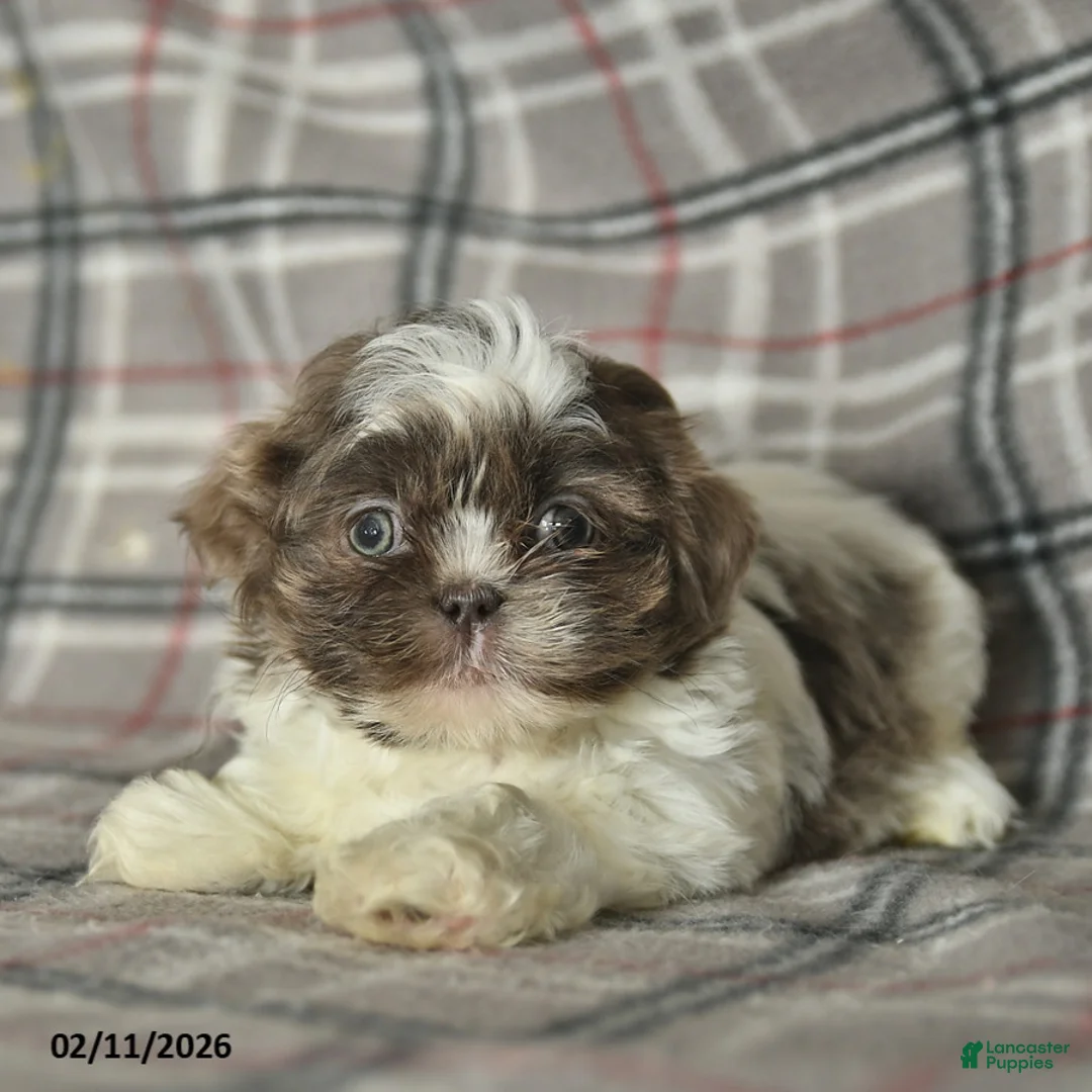 Shih Tzu dogs for sale: Waldo  - Ad 5