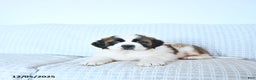 Saint Bernard dogs for sale: Santa   - Ad 1