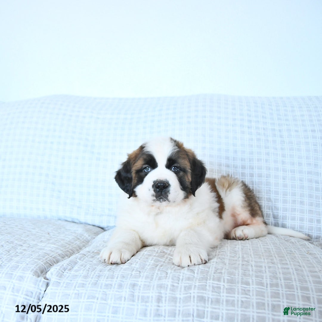 Saint Bernard dogs for sale: Santa   - Ad 1
