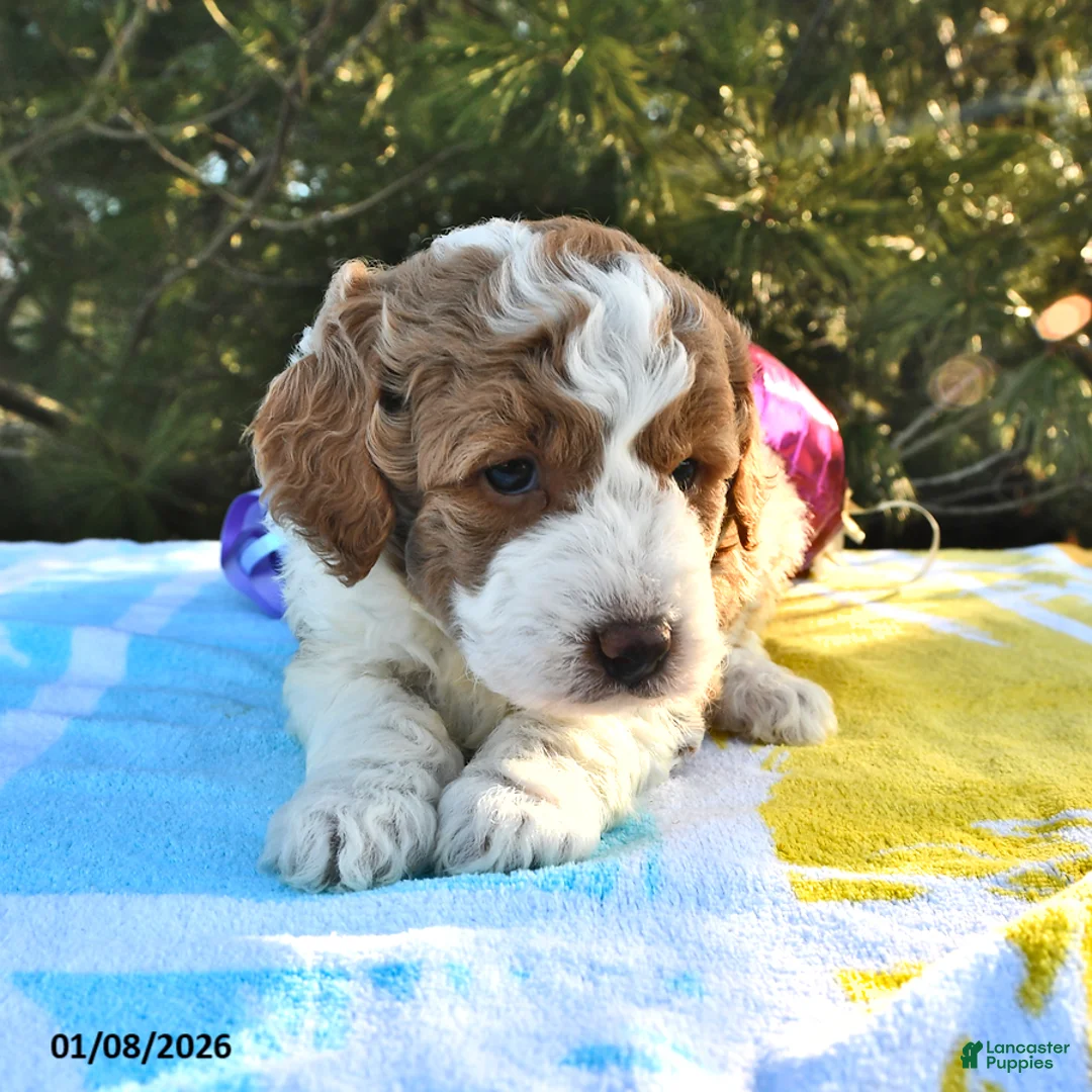 Mini Goldendoodle dogs for sale: Olivia - Ad 10